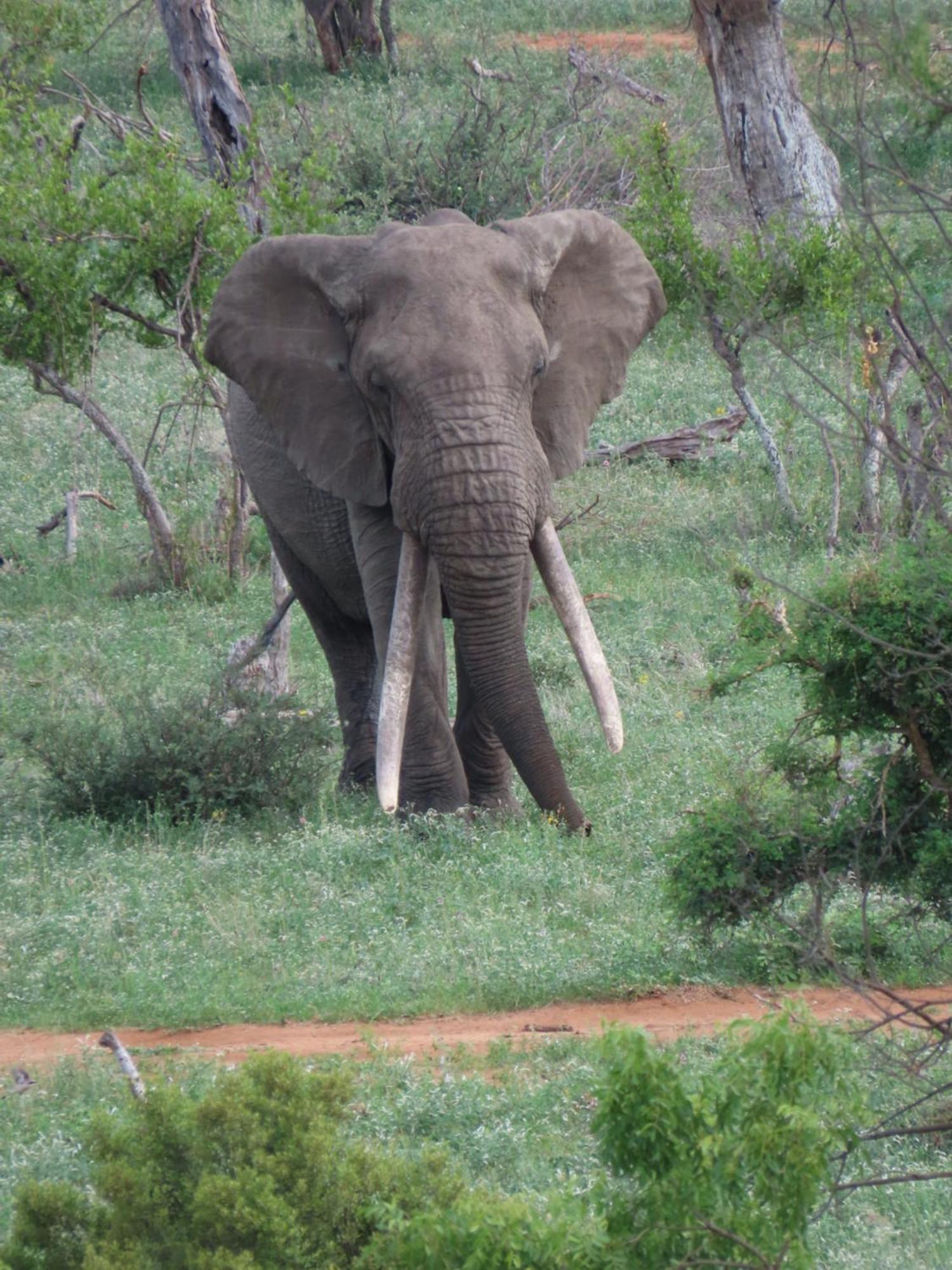 Naledi Lodges Balule Game Reserve Exterior photo